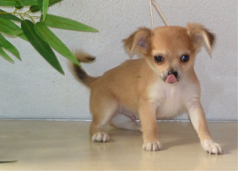 Of Tse Yang - Chihuahua - Portée née le 07/03/2015