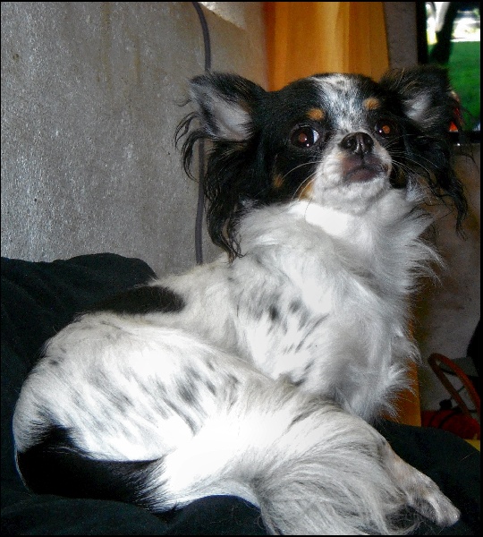 Guapa Du domaine de la furka