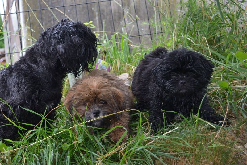 Of Tse Yang - Lhassa Apso - Portée née le 28/08/2013