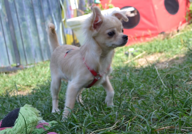 Of Tse Yang - Chihuahua - Portée née le 27/02/2015